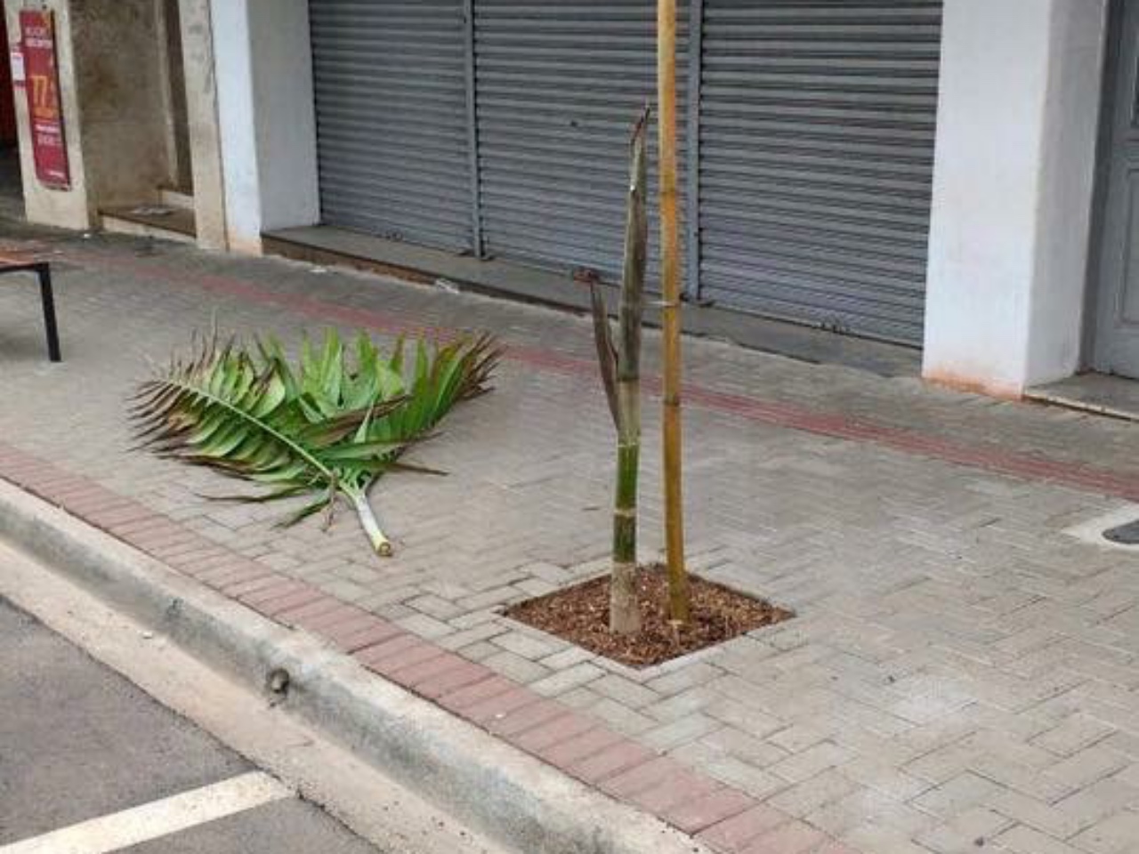 Vândalos arrancam palmeiras recem plantadas na Rua Amando Vândalos arrancam palmeiras recem plantadas na Rua Amando