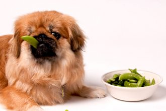 meu-cachorro-nao-que-comer