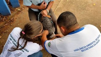 CAMPANHA ANTIRRÁBICA - FOTO ARQUIVO