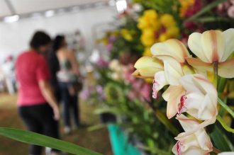 FEIRA DO VERDE 2015 - FOTO IGOR MEDEIROS (18) (Custom)