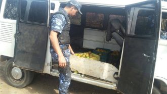 GPA prende 3 furtando cerca de 350Kg de laranja na região de Vitoriana (2)