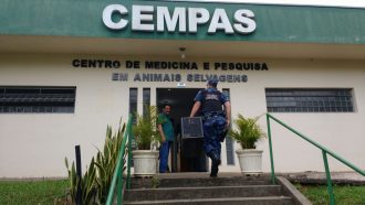 Grupo de Proteção Ambiental da GCM resgata serpente%2c ouriço e maritaca%2c em pontos diferentes da cidade