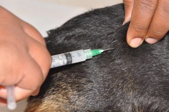 VACINAÇÃO ANTIRRÁBICA - FOTO ARQUIVO (2)