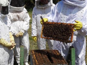 VIGILÂNCIA AMBIENTAL - MANEJO DE ABELHAS - FOTO ARQUIVO