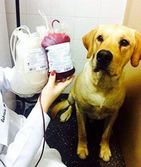 banco-sangue-canino-caes (6)