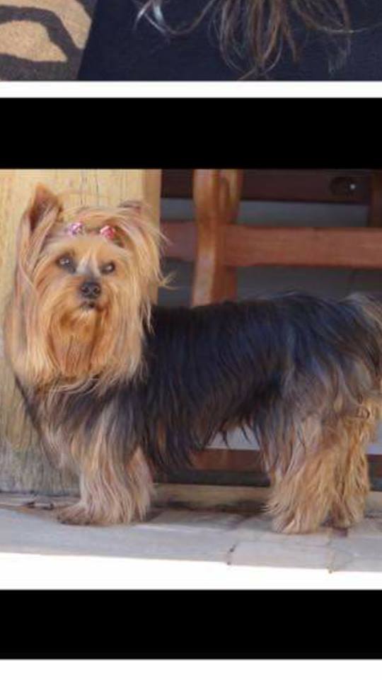 Família procura cachorrinha que sumiu no Jardim Paraíso Família procura cachorrinha que sumiu no Jardim Paraíso