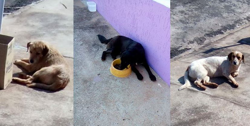 Laudo comprova envenenamento de cão no Jardim Cambuí; dois animais estão desaparecidos