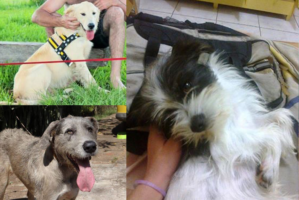 Acontece cria seção PET para publicações de animais perdidos e encontrados em Botucatu