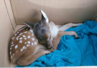 veado-queimada-vitoriana (2)