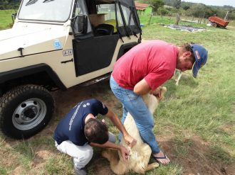 campanha-antirrabica-zona-rural-foto-valdinei-campanucci-1-custom