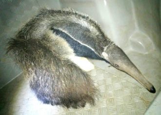 gcm-realiza-resgate-de-tamandua-proximo-a-rodovia