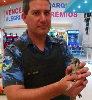 gpa-resgata-filhote-de-aguia-no-shopping