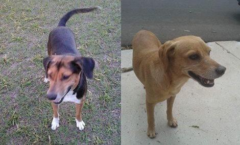 Silvinho está perdido, Tony foi encontrado e o Bob precisa de um novo lar; veja na seção Pet do Acontece