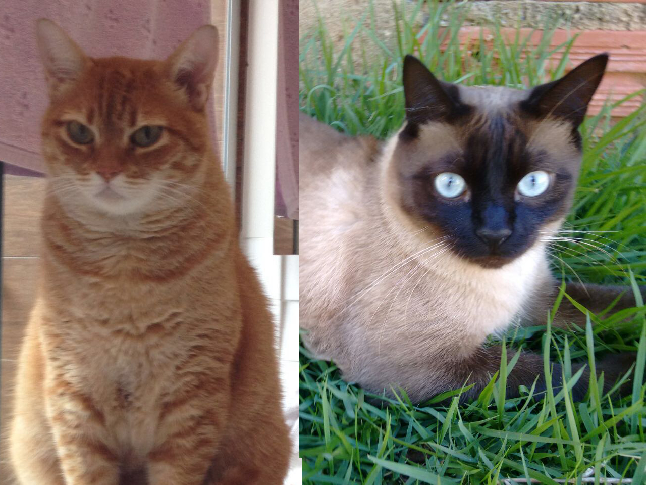 Donos procuram por gatos desaparecidos. Ajude compartilhando