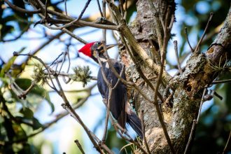 Foto: André Godinho