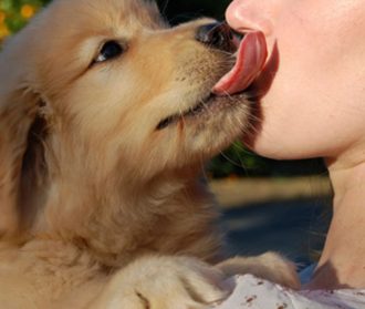 Foto Portal Dog