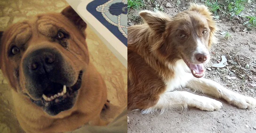 Seção Pet: Gata Anitta, cães Shar-pei e border collie estão desaparecidos. Ajude a encontrá-los