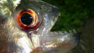 piranha