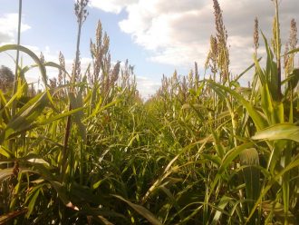 sorgo-consorciado