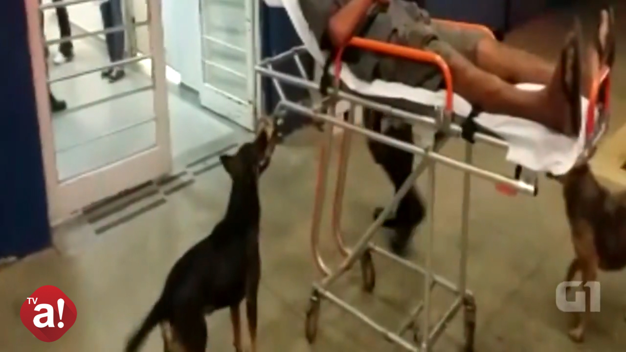 TV Acontece: Cães seguem ambulância até hospital após dono ser socorrido em Botucatu; veja o vídeo
