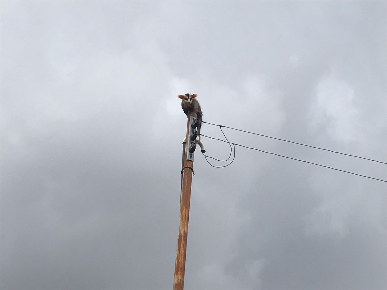 Gambá vai parar em cima de poste no centro de Botucatu