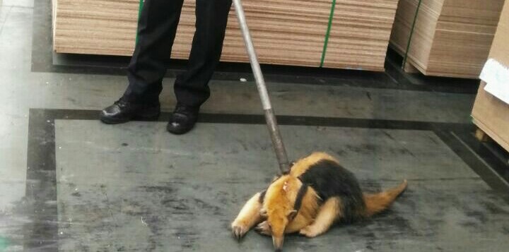 Guarda Municipal resgata tamanduá-mirim na Eucatex