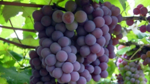 Unesp Botucatu: Cultivo de uva para suco e vinho é avaliado em cidades paulistas