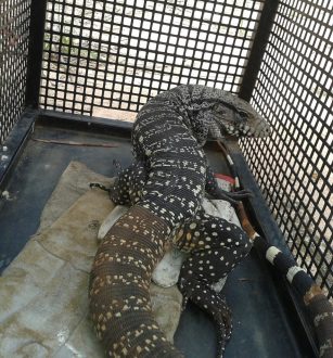 gpa-resgata-teiu-na-vila-maria