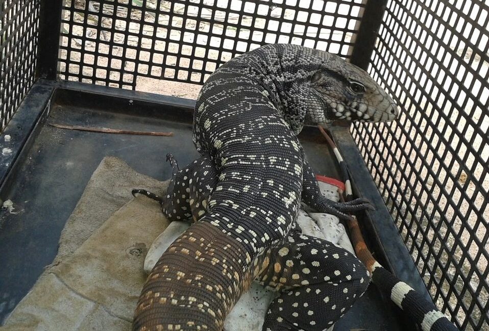 Lagarto Teiú é resgatado pela Guarda Municipal em Botucatu