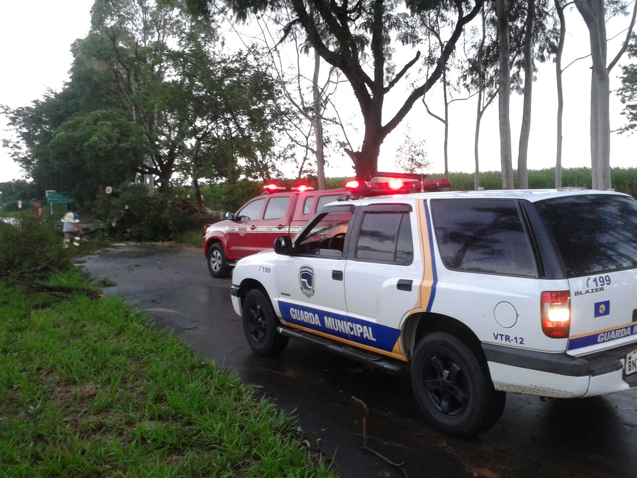 Trânsito é liberado após queda de árvores na Alcides Soares
