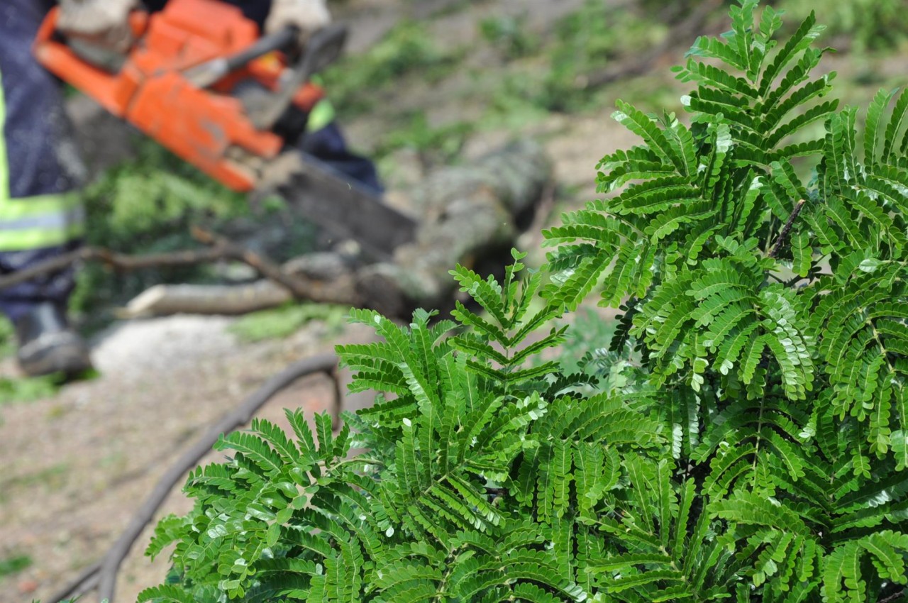 CPFL Paulista faz alerta sobre riscos com a rede elétrica durante podas de árvores 