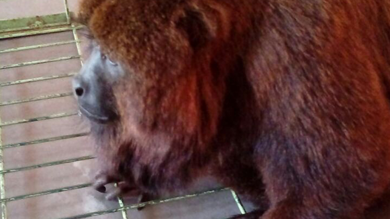 Macaco bugio é resgatado pela Polícia Rodoviária em canteiro central da Castello Branco Macaco bugio é resgatado pela Polícia Rodoviária em canteiro central da Castello Branco