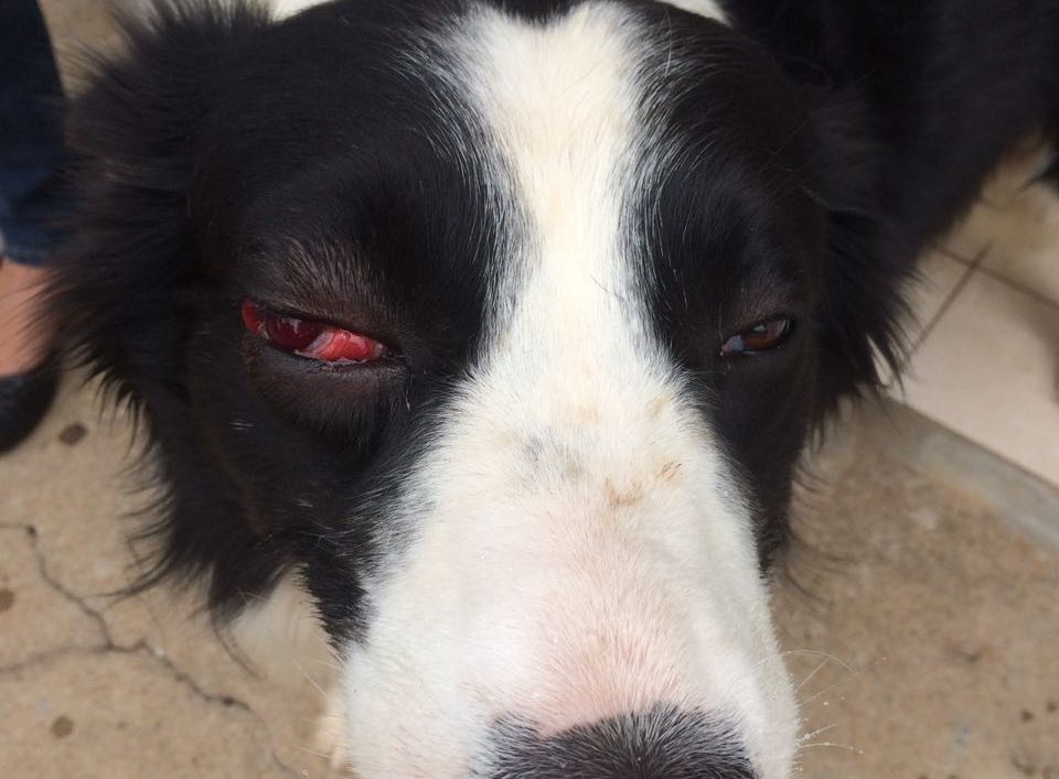 Morador de Botucatu denuncia vizinho por agressão contra cão