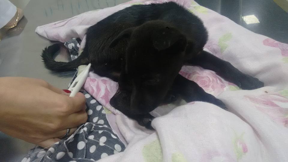 Cachorra é abandonada amarrada em sacola em Botucatu e não resiste