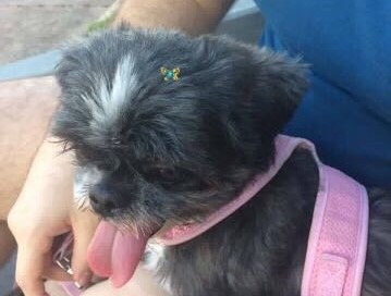 A Polyana desapareceu no Jardim Itamarati, precisamos achá-la A Polyana desapareceu no Jardim Itamarati, precisamos achá-la