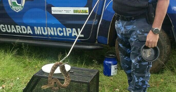 Guarda Municipal resgata duas cascavéis em propriedade rural de Botucatu