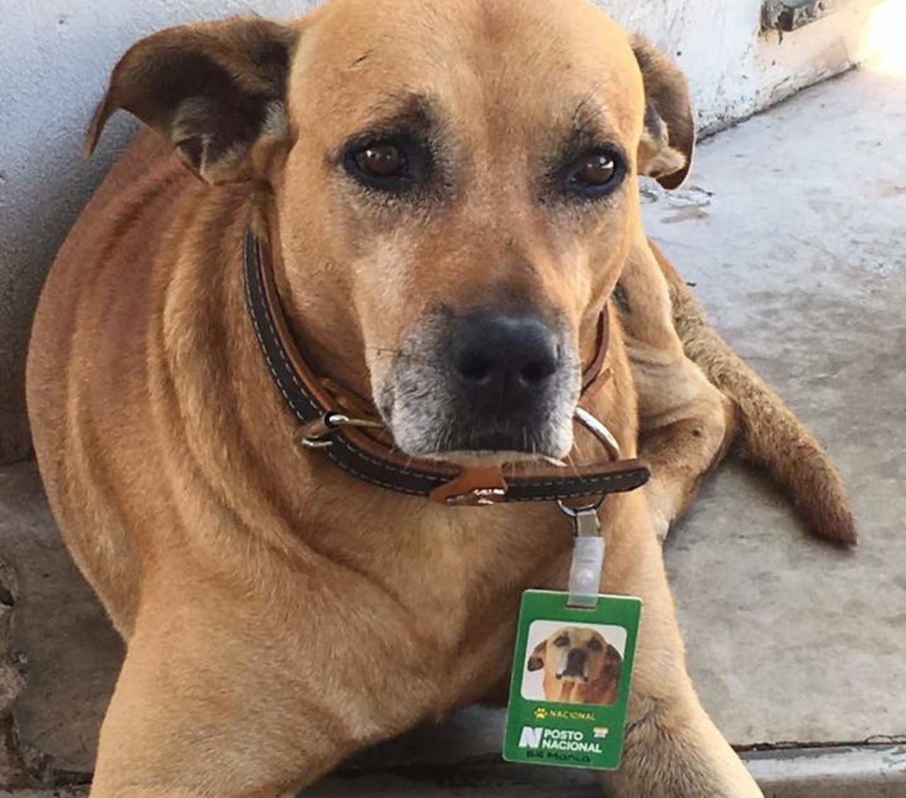 Cachorro ganha crachá e vira ‘funcionário do mês’ em posto de combustíveis em Jaú