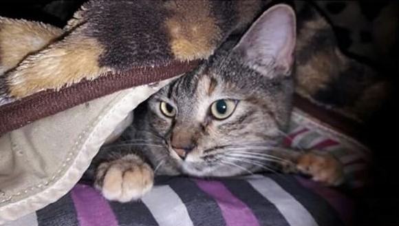 Seção Pet: A Cheetara sumiu, vamos ajudar compartilhando