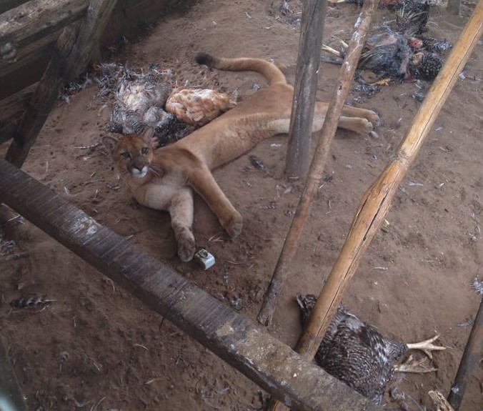 Onça é resgatada em chácara de Duartina após matar 41 galinhas