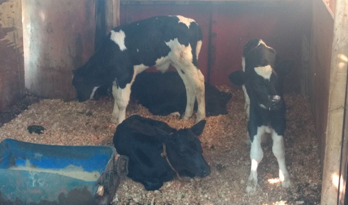 Polícia Ambiental flagra bezerros em confinamento irregular e bebendo água suja