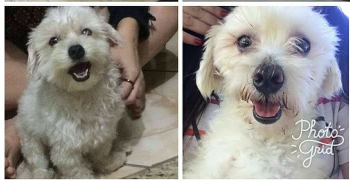 Família procura desesperadamente pelo ‘Floquinho’