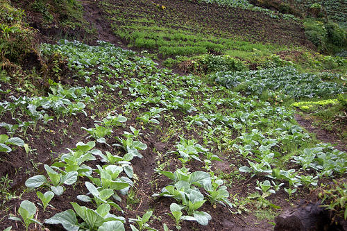 Eventos vão abordar horticultura orgânica e biodinâmica em Botucatu Eventos vão abordar horticultura orgânica e biodinâmica em Botucatu