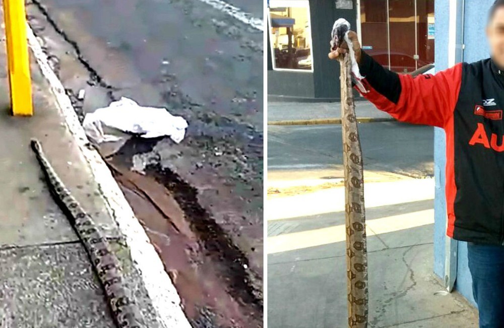 Cobra de quase 2 metros aparece morta no centro de Bauru