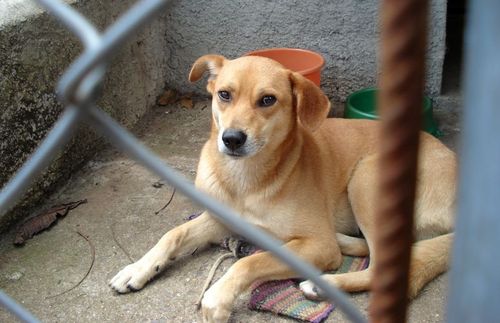 É lei: Maltratar animais pode render multa de até R$ 200 mil em Bauru