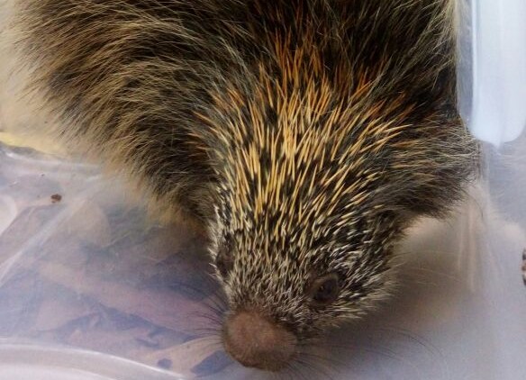 Ouriço é resgatado próximo ao Aeroporto de Botucatu