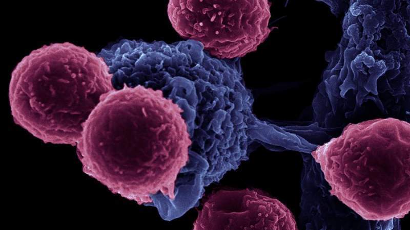 Pesquisadores da Fiocruz desenvolvem nova metodologia para tratamento do câncer