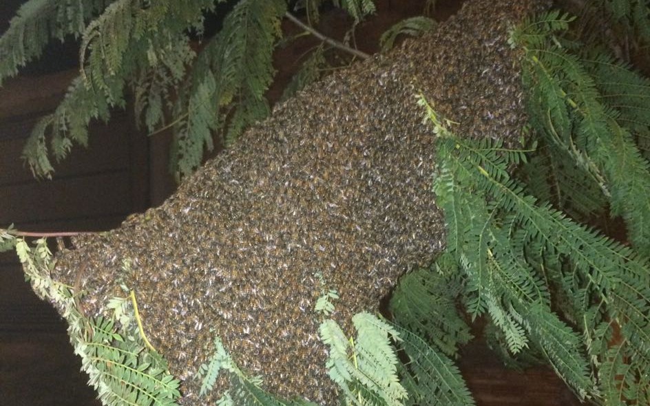 Vigilância Ambiental em Saúde captura enxame de abelhas africanizadas no Jardim do Bosque