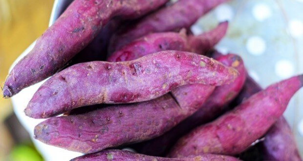 Cerat realiza I Simpósio de batata doce Cerat realiza I Simpósio de batata doce