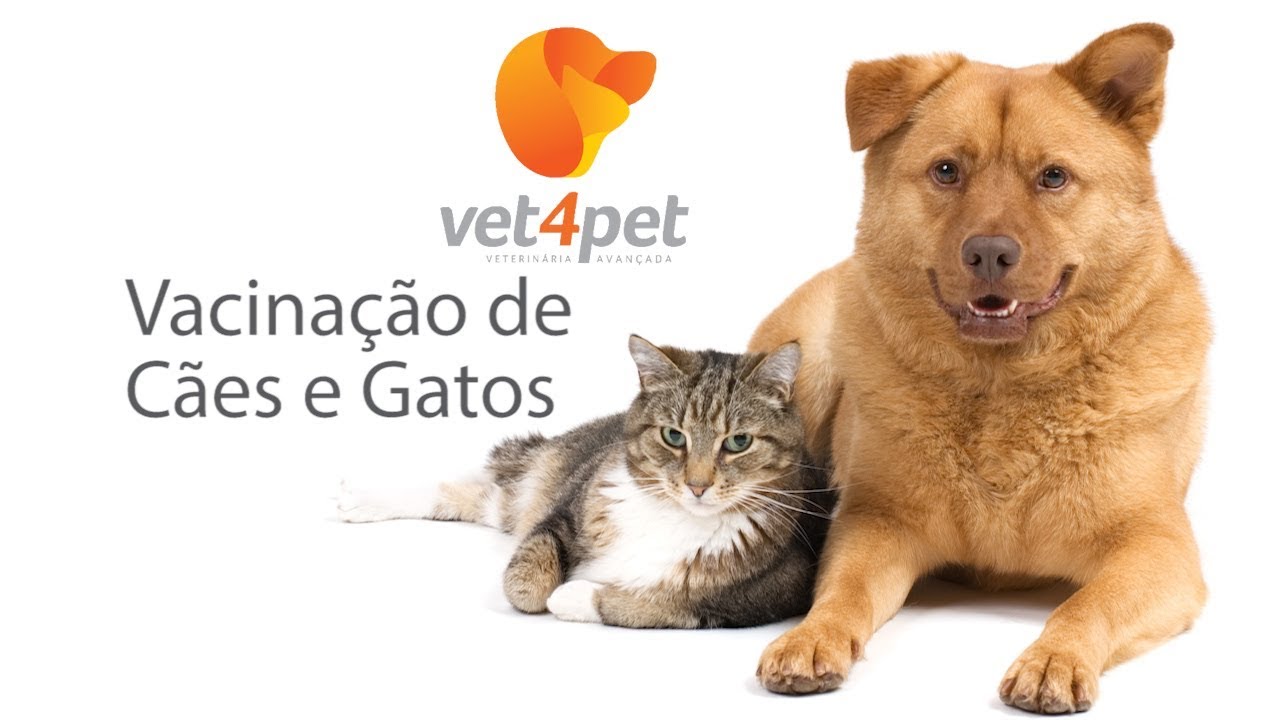 Confira o protocolo de Vacinação para cães e gatos com a vet4pet