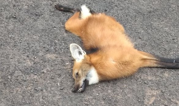 Lobo-guará é encontrado morto em rodovia de Botucatu Lobo-guará é encontrado morto em rodovia de Botucatu